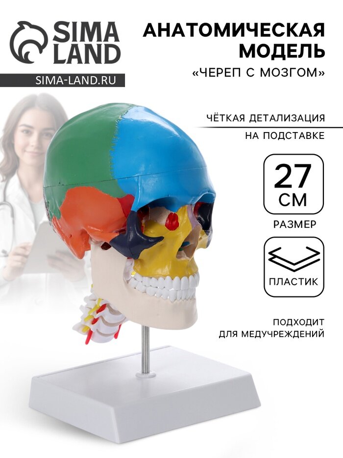 Анатомическая модель «Череп с мозгом», макет разборный, 27 см