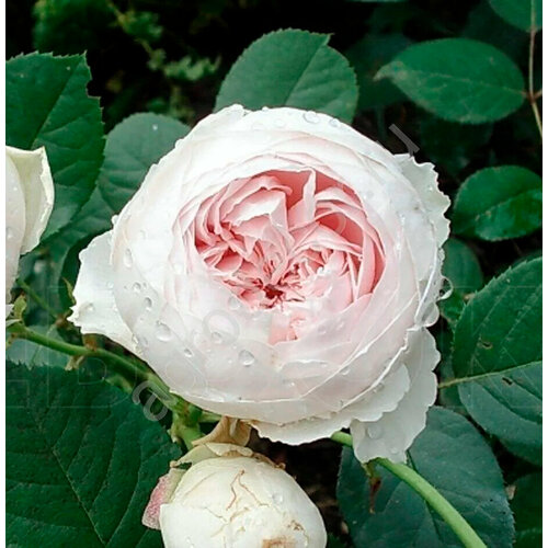 роза биг пёпл флорибунда 1 саженец Саженец роза флорибунда Герцогиня Кристиана