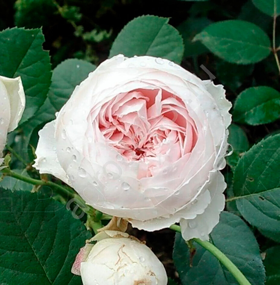 Саженец роза флорибунда Герцогиня Кристиана