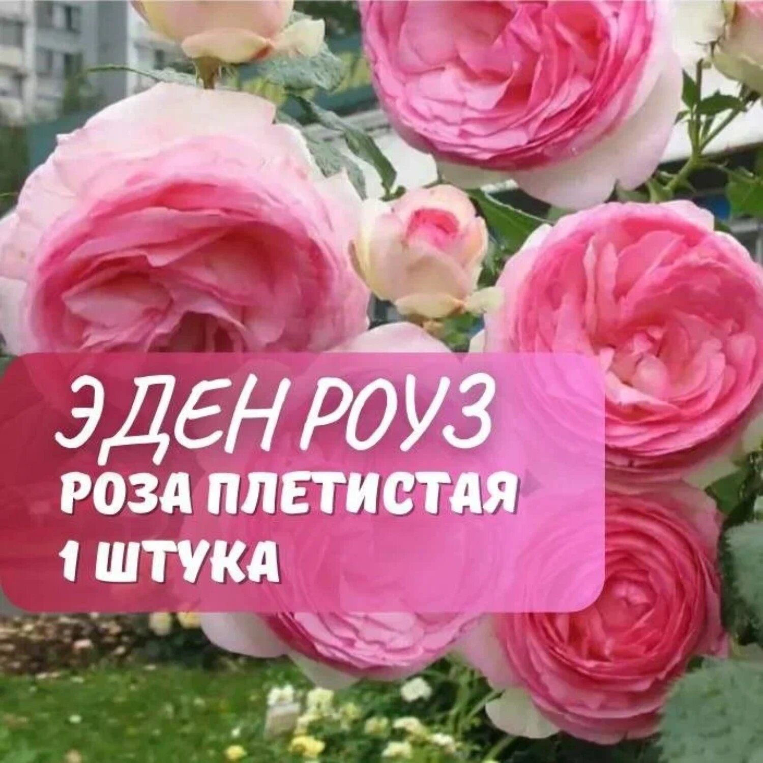 Роза плетистая 