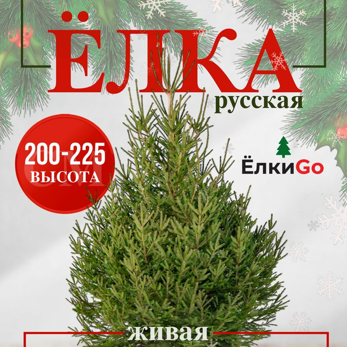 Ель живая русская, новогодняя срезанная ёлочка 200-225см Елка живая