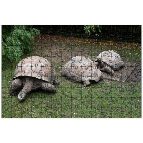 фото Магнитный пазл 27x18см."черепахи, оболочка, весы" на холодильник lotsprints