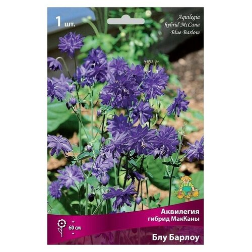 Многолетние цветы. Аквилегия гибрид МакКаны Барлоу Блу