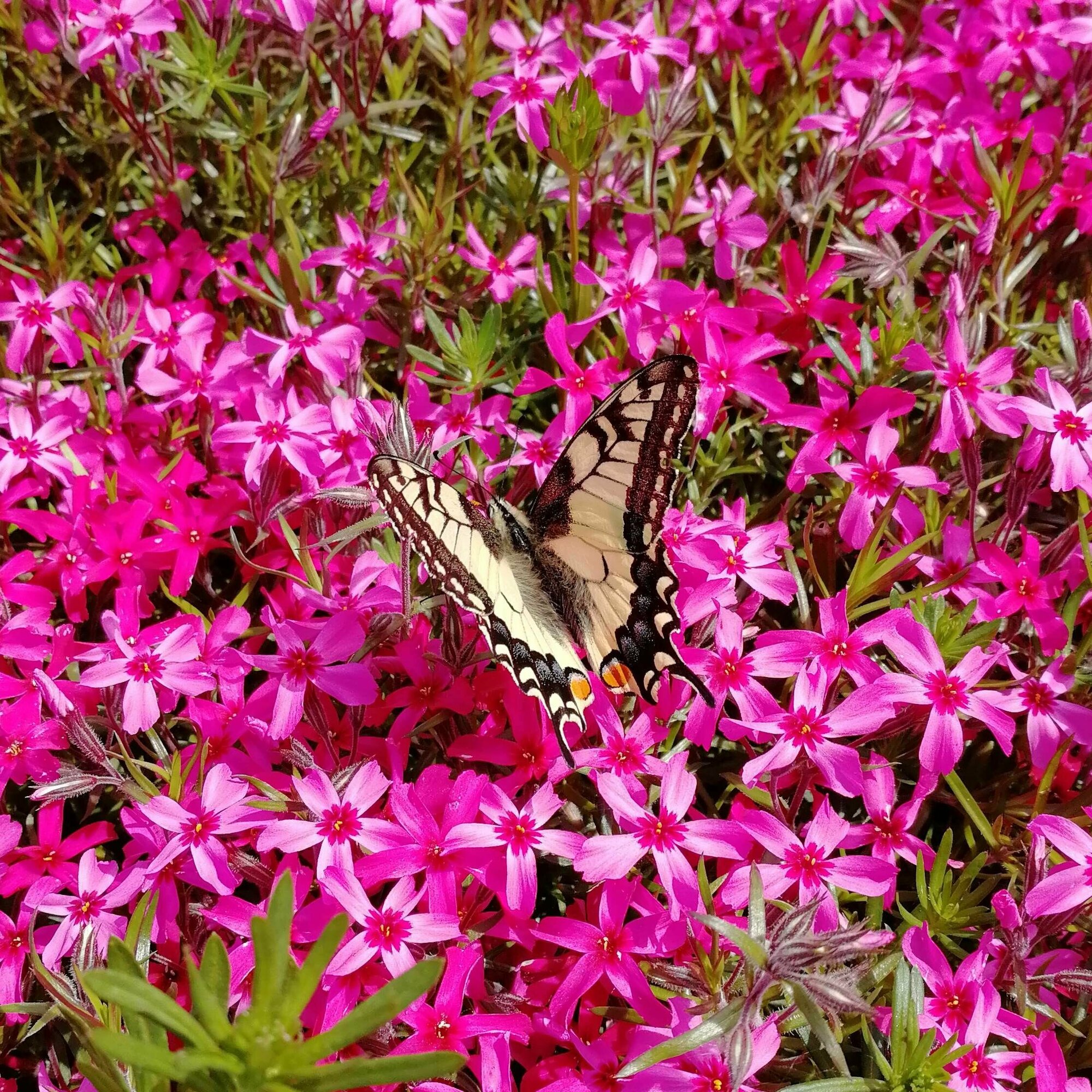 фото Флокс шиловидный красный, саженцы в горшках 0,5л