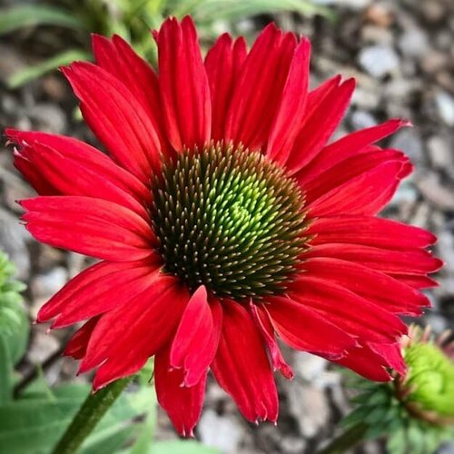 Эхинацея Сальса Ред (1 корневище в горшке). Holland Bulbs (Голландия)