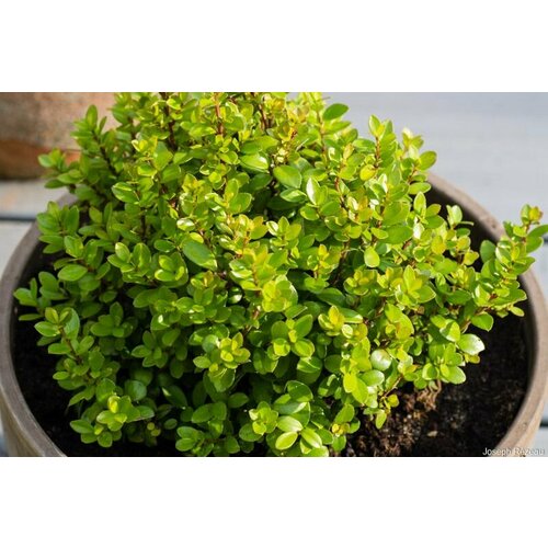 семена кизильник поздний лат cotoneaster serotinus 20шт комплект х2 распродажа подарок Семена Мирсина африканская (лат. Myrsine africana) 30шт Комплект х2 распродажа!+ подарок