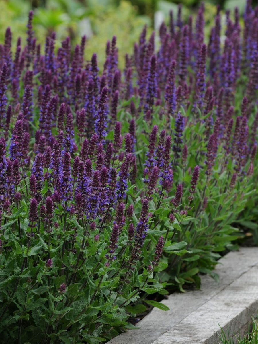 Семена Шалфей лекарственный (Salvia officinalis), 40 штук — фото 1
