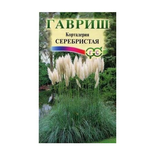 Кортадерия Село Серебристая (пампасная трава), 8 шт. пампасная трава кортадерия розеа