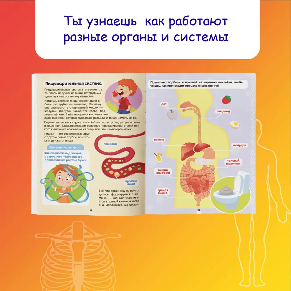 Наклейки детские "Как устроено мое тело" книжка 16 стр, БУКВА-ЛЕНД — фото 1