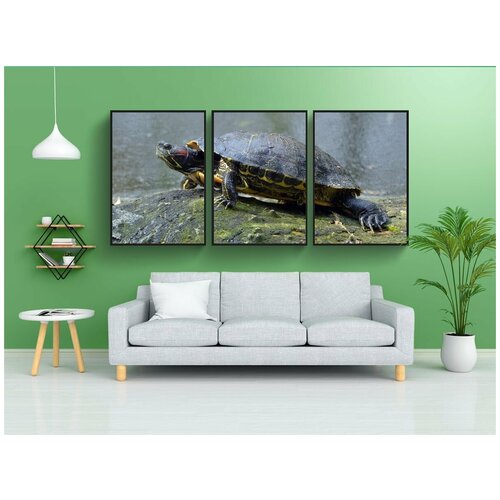 фото Набор модулных постеров для интерьера "краснощекая черепаха-слайдер, пруд для рыбалки, walldorf" 60x90 см. в тубусе, без рамки lotsprints