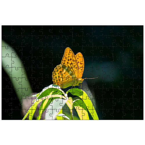 фото Магнитный пазл 27x18см."бабочка, императорское пальто, дрексель" на холодильник lotsprints