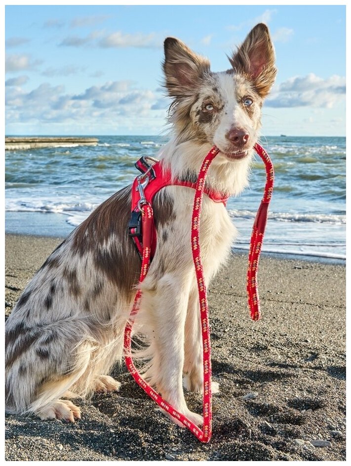 Поводок для собак Japan Premium Pet особо прочный со светоотражением, цвет красный