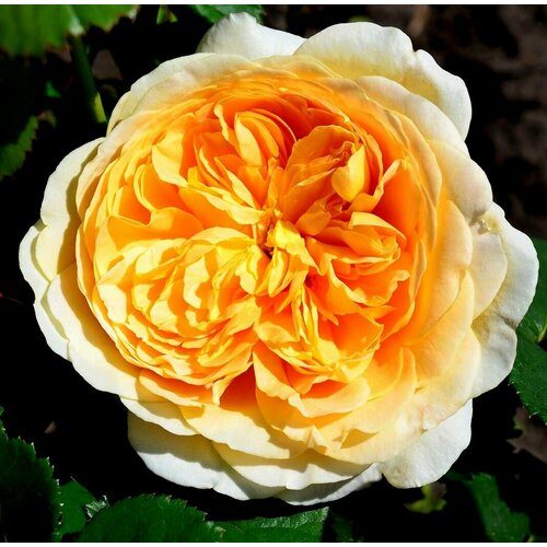 Роза английская парковая Роальд Даль роза роальд даль д остин кустарниковая