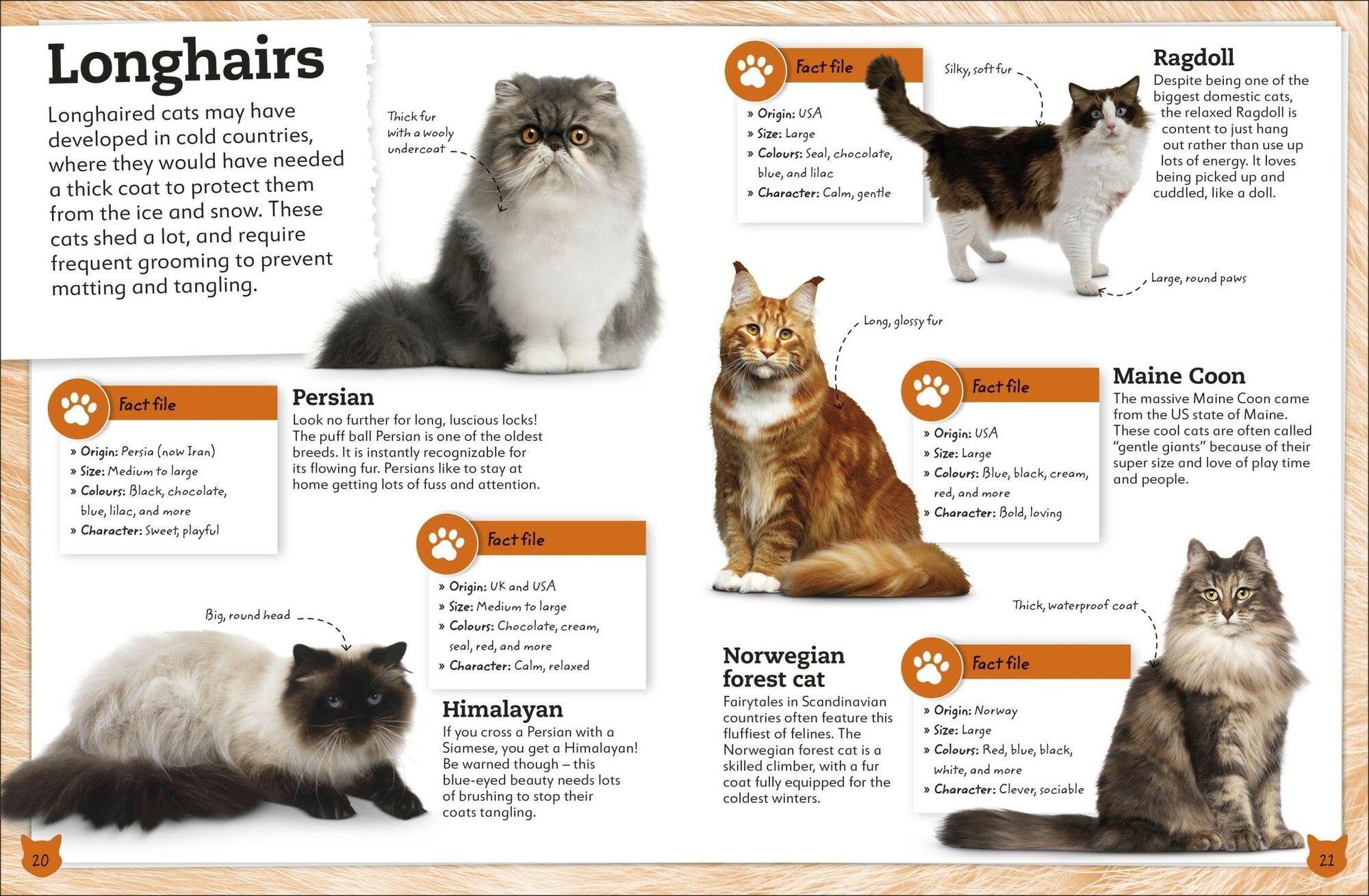 My Book of Cats and Kittens - фото №2