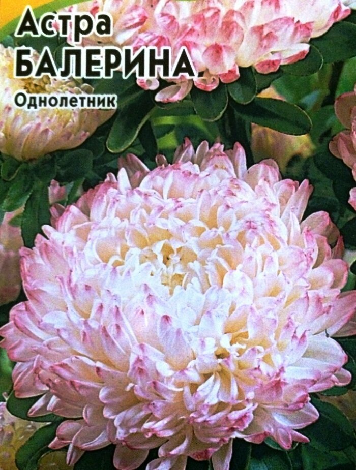 Астра пионовидная Балерина