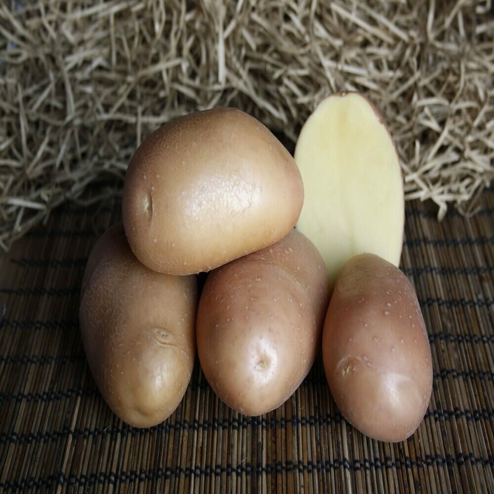 Семенной картофель Ажур 2 кг