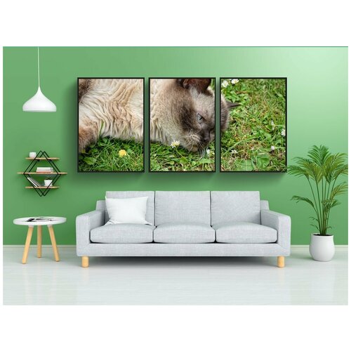 фото Набор модулных постеров для интерьера "британская короткошерстная кошка, кот, домашнее животное" 60x90 см. в тубусе, без рамки lotsprints