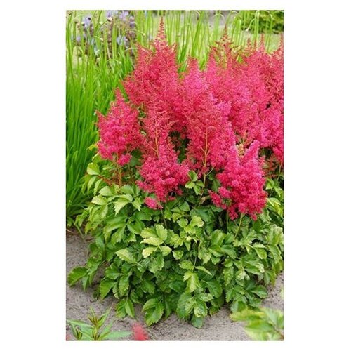 Многолетние цветы. Астильба гибридная Юник Руби Ред