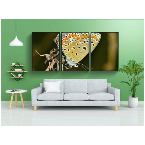 фото Набор модулных постеров для интерьера "обыкновенная синяя бабочка, бабочка, насекомое" 60x90 см. в тубусе, без рамки lotsprints