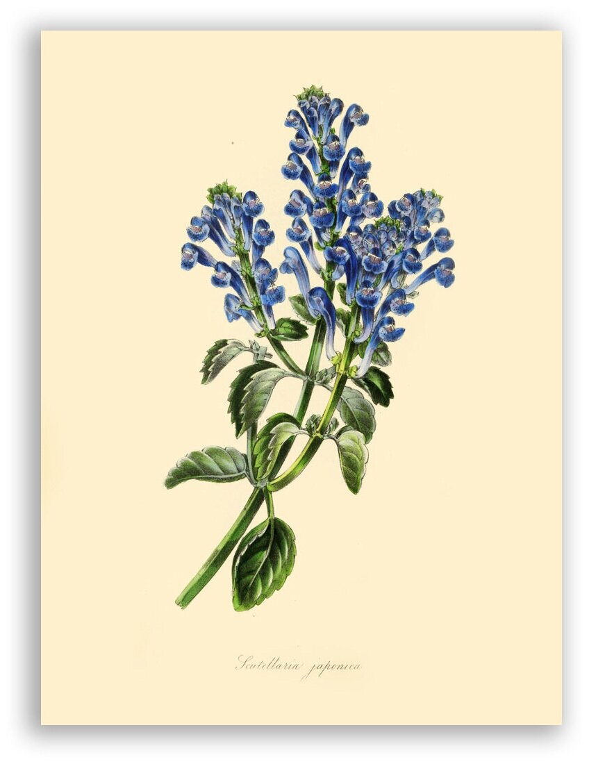 Гравюра Постер на бумаге / Scutellaria Japonica