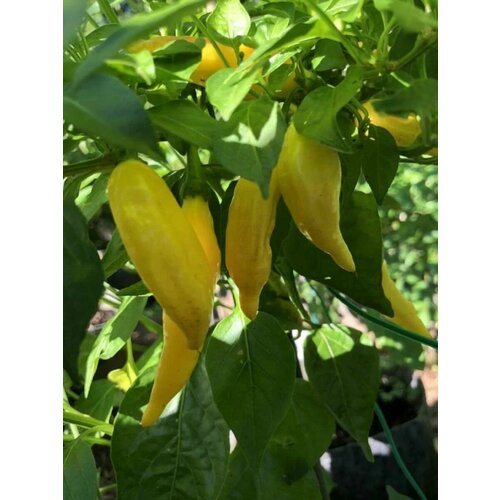 Семена Острый перец Aji russian yellow, 5 штук острый перец семена aji chombo ахи чомбо