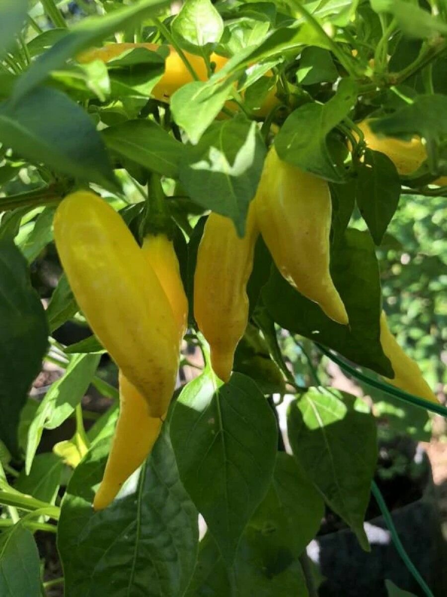 Семена Острый перец Aji russian yellow, 5 штук