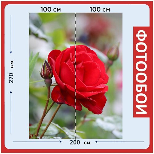 Фотообои Роза красный сад 200x270 см флизелиновыена стену 2930₽