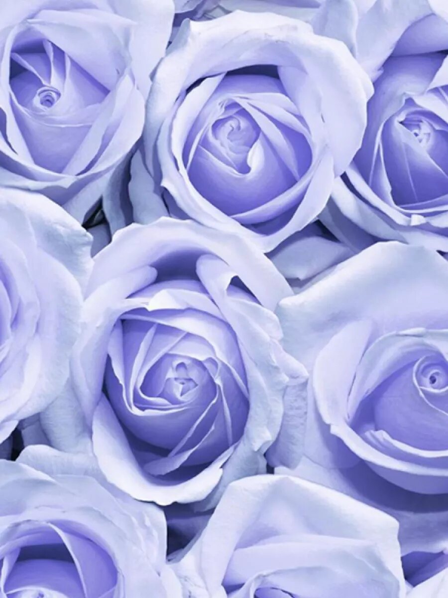 фото Обои бумажные моющиеся Саратовские Роза 01 - 01