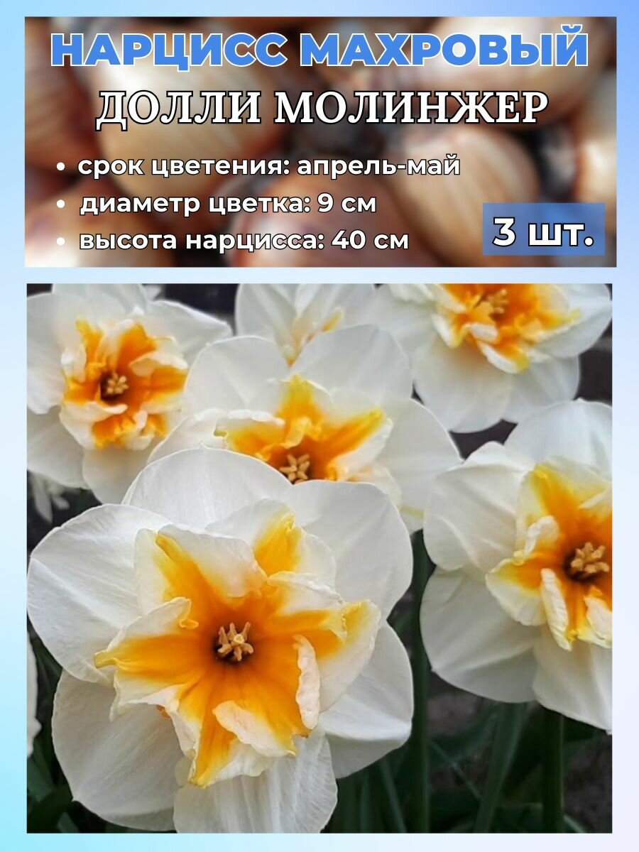 Нарцисс махровый. луковицы 3 штуки