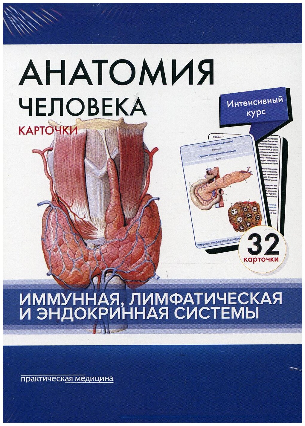 Анатомия человека. Иммунная, лимфатическая и эндокринная системы. 32 карточки - фото №1