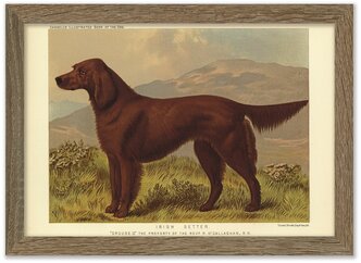Картина 30х21 в раме, "Ирландский сеттер" из книги собак 1881 г.