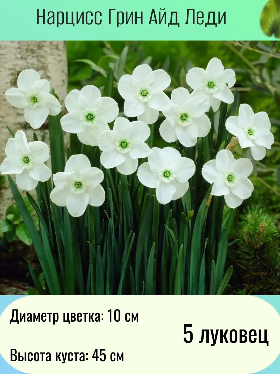 Нарцисс многолетние цветы луковицы 5 шт
