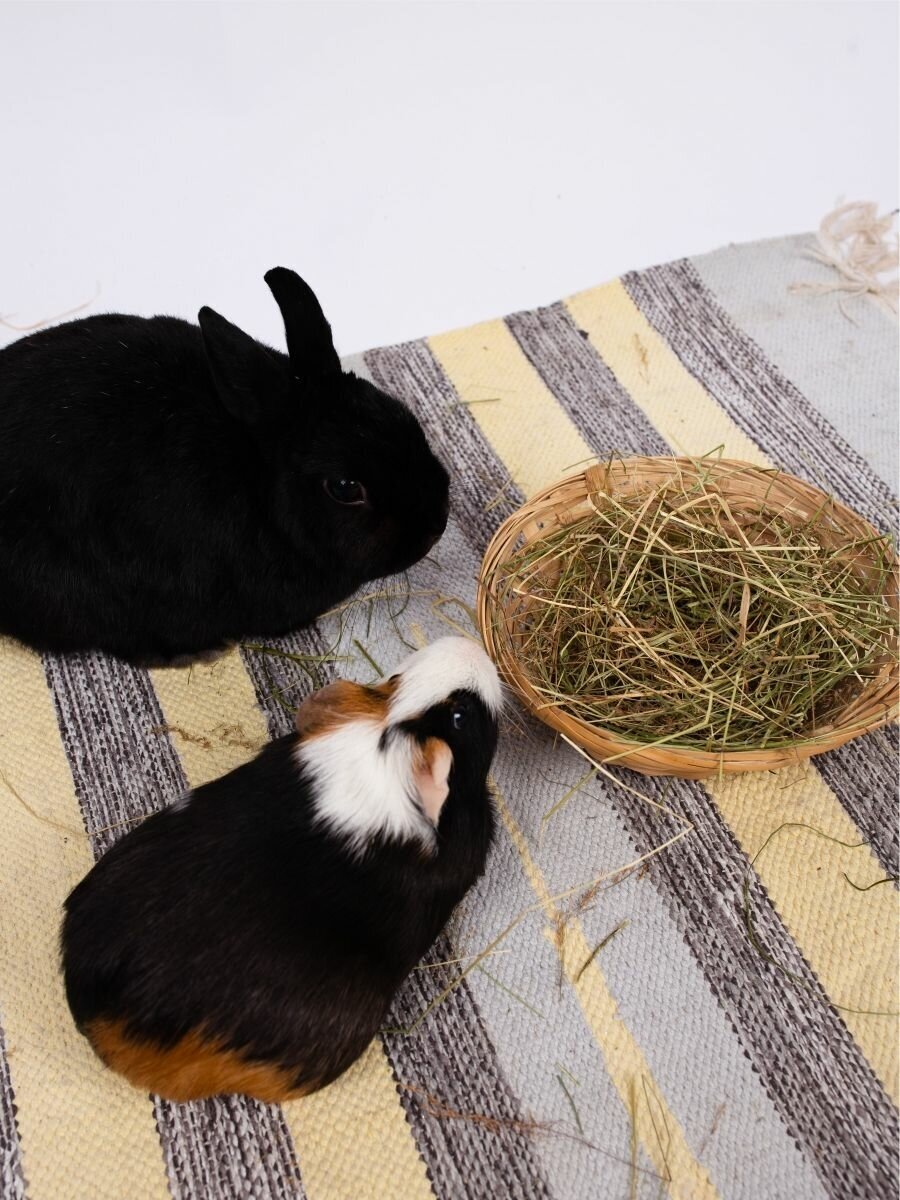 Сено луговое и сено со злаками для грызунов и кроликов - фотография № 9