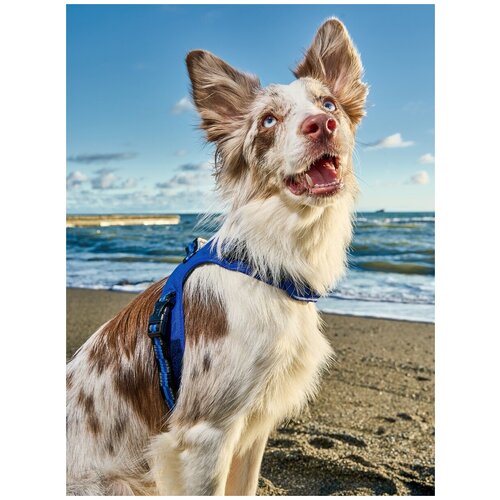Шлейка для собак Japan Premium Pet / шлейка жилетка для собак мелких и средних пород с Балансером, цвет синий, размер S комплект шлейка быстросъемная с поводком ошейник “standart 10 мм для маленьких собак