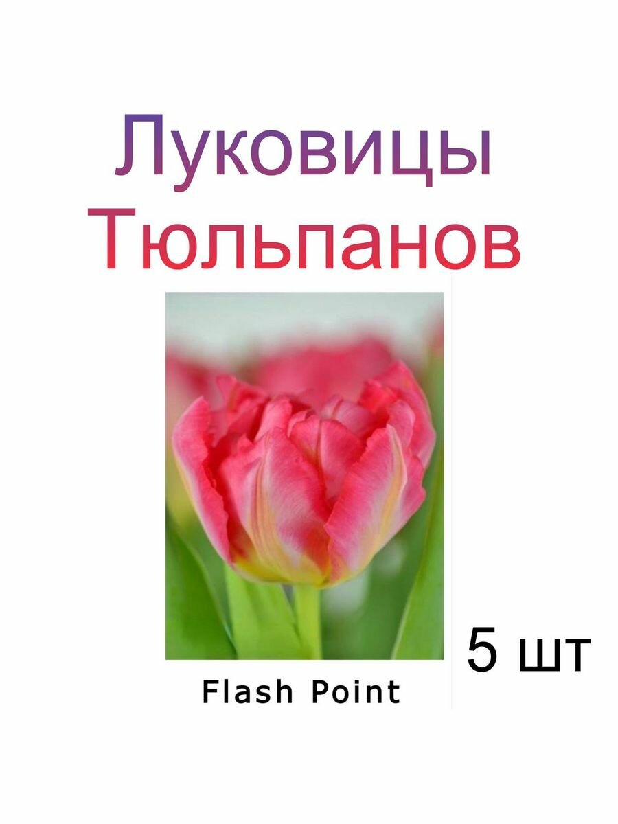 Луковицы Тюльпана Flash Point ( 5 шт)