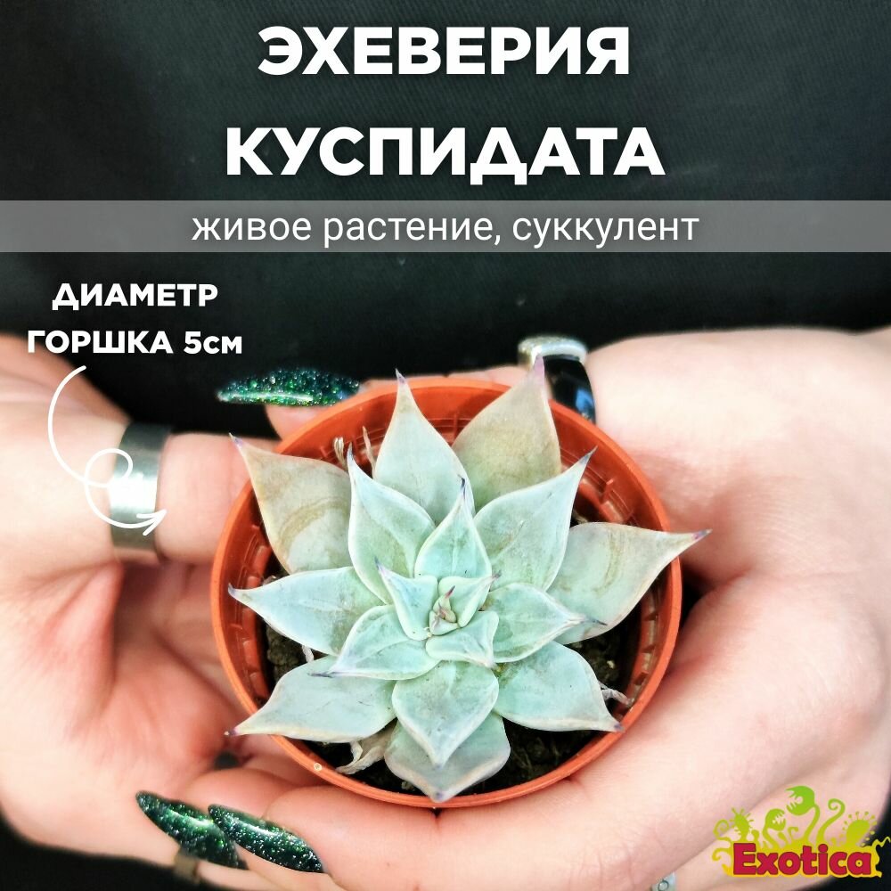 Эхеверия Куспидата Менчака (Echeveria Cuspidata Menchaca) D5см