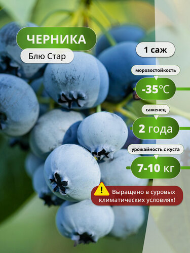 Изображение товара Черника Блю Стар, черники, раннеспелый, морозостойкий сорт