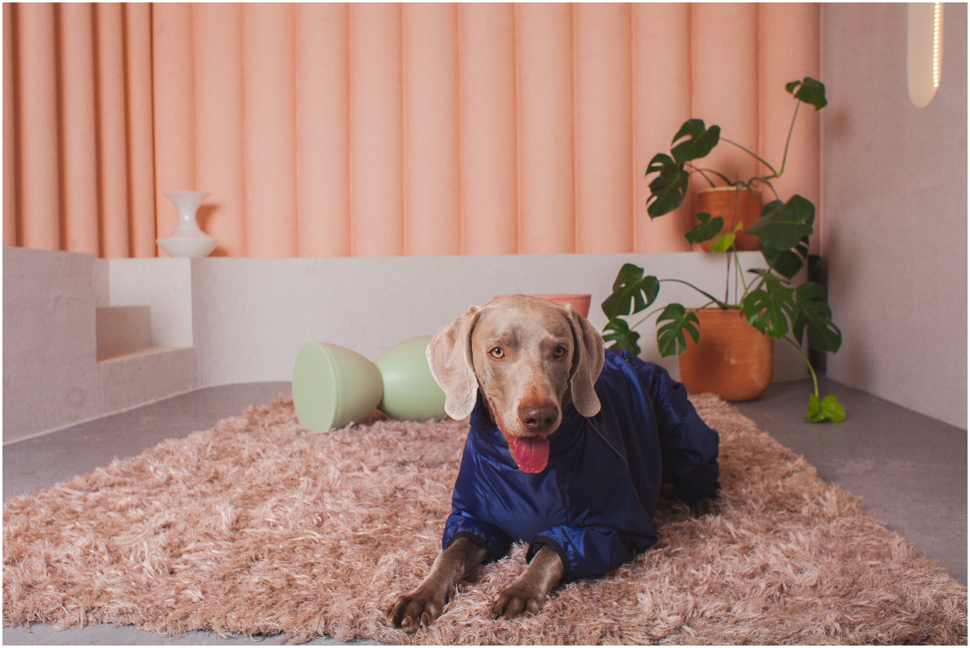 Дождевик для собаки средних и крупных пород, темно-синий, Д1 - фотография № 7