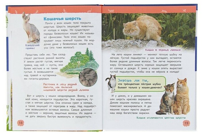 Росмэн Энциклопедия для детского сада «Кошки и котята» - фото №9