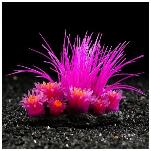 Декор для аквариума Coral Island силиконовый, светящийся в темноте, 11,5 х 9 см, фиолетовый 710885