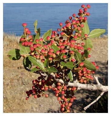 Фисташка Атлантическая туполистная (лат. Pistacia atlantica) семена 10шт + подарочек