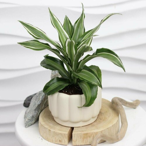 Комнатное растение. Драцена в керамике