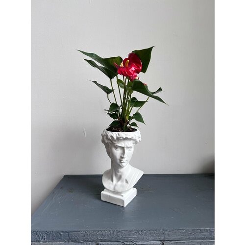 Антуриум в кашпо Давид