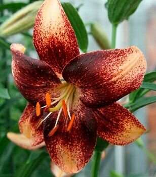 Лилия азиатская танго Чоклат Ивент 1 шт