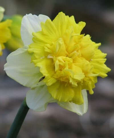 Нарцисс Full House 5шт