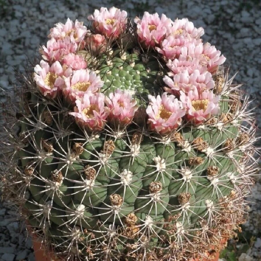 Семена Deodar SEEDS COMPANY Кактус Gymnocalycium saglionis 10 шт.