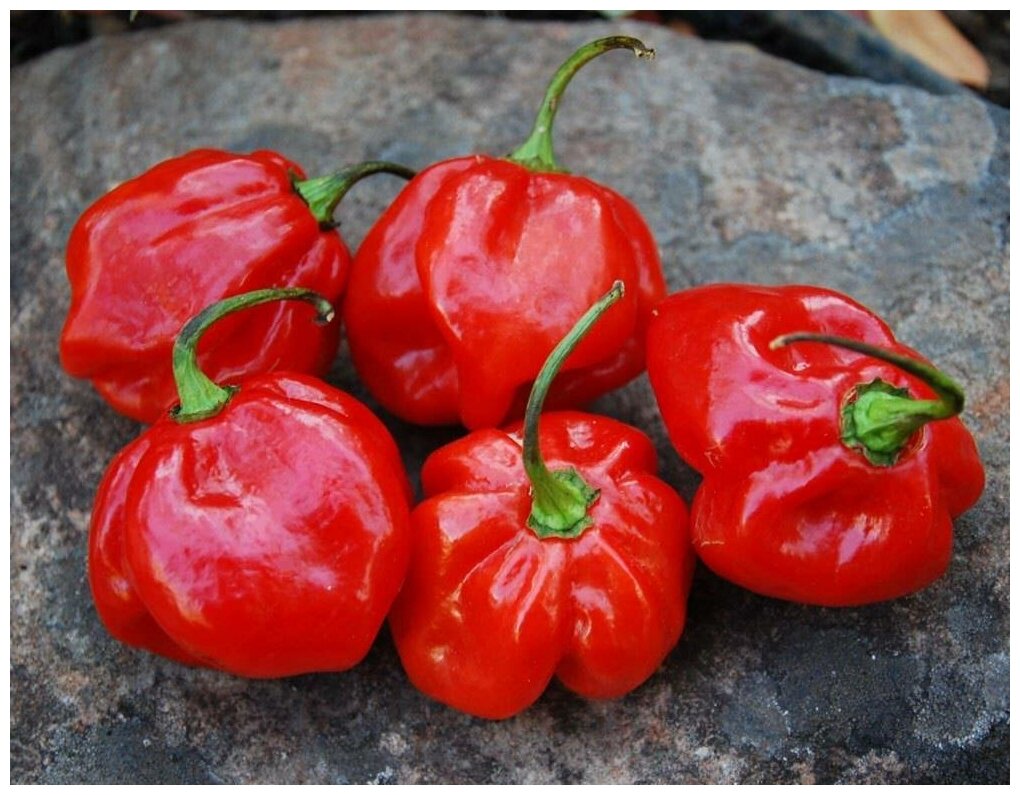 Перец Ямайский Красный (лат. Jamaican Red Pepper ) семена 5шт + подарочек