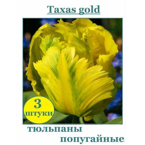 Луковицы Тюльпан попугайный Texas Gold 3 штуки
