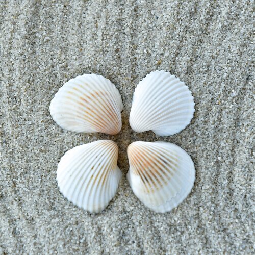 Натуральные морские ракушки FANTASY Клам роза мини, размер - 1-3 см, отборные, набор весом 100 г (10-13 шт.)