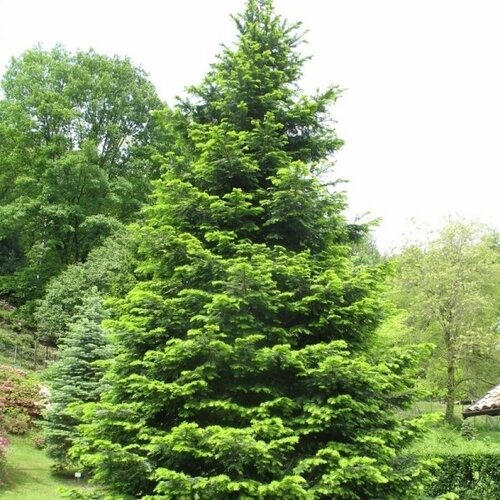 Семена Пихта великая (Abies grandis), 20 штук семена пихта цельнолистная abies holophylla 15 штук